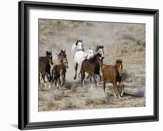 Herd of Wild Horses, Cantering Across Sagebrush-Steppe, Adobe Town, Wyoming, USA-Carol Walker-Framed Photographic Print
