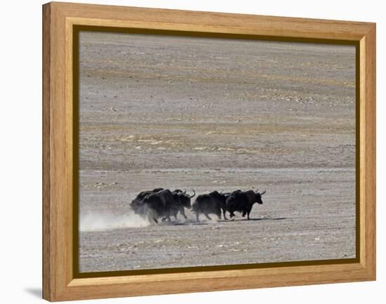 Herd of Wild Yaks Running across the Chang Tang Nature Reserve of Central Tibet., December 2006-George Chan-Framed Premier Image Canvas