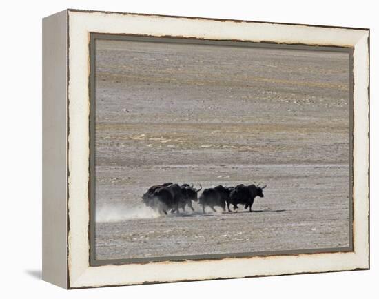 Herd of Wild Yaks Running across the Chang Tang Nature Reserve of Central Tibet., December 2006-George Chan-Framed Premier Image Canvas