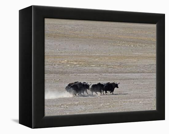 Herd of Wild Yaks Running across the Chang Tang Nature Reserve of Central Tibet., December 2006-George Chan-Framed Premier Image Canvas