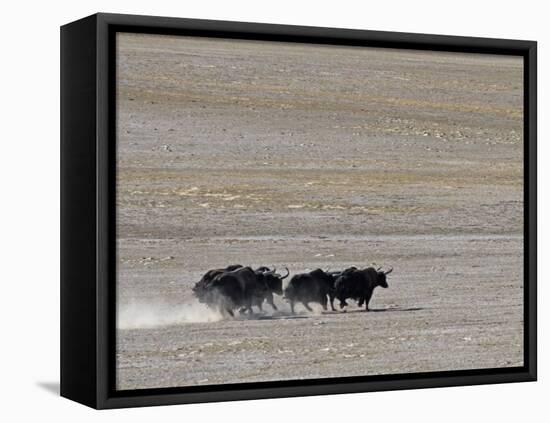 Herd of Wild Yaks Running across the Chang Tang Nature Reserve of Central Tibet., December 2006-George Chan-Framed Premier Image Canvas