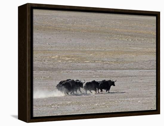 Herd of Wild Yaks Running across the Chang Tang Nature Reserve of Central Tibet., December 2006-George Chan-Framed Premier Image Canvas