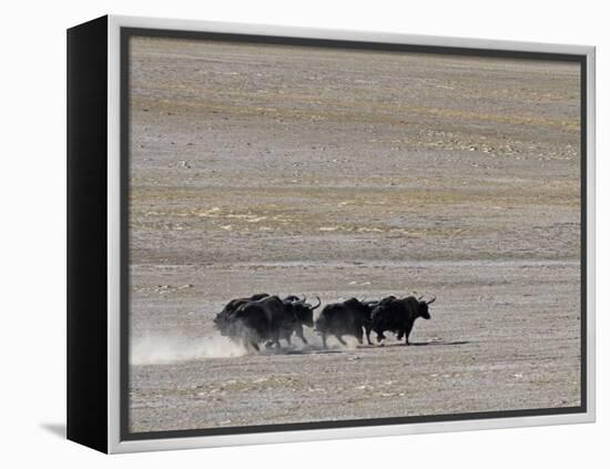 Herd of Wild Yaks Running across the Chang Tang Nature Reserve of Central Tibet., December 2006-George Chan-Framed Premier Image Canvas