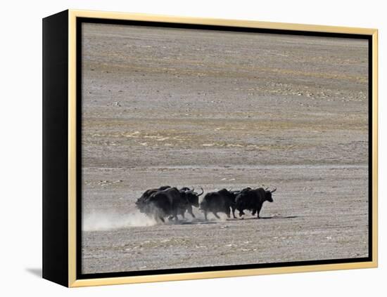 Herd of Wild Yaks Running across the Chang Tang Nature Reserve of Central Tibet., December 2006-George Chan-Framed Premier Image Canvas