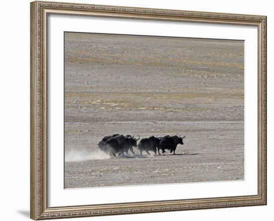 Herd of Wild Yaks Running across the Chang Tang Nature Reserve of Central Tibet., December 2006-George Chan-Framed Photographic Print