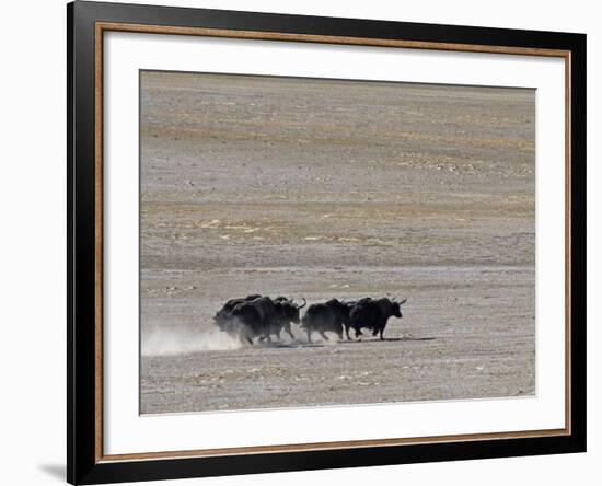 Herd of Wild Yaks Running across the Chang Tang Nature Reserve of Central Tibet., December 2006-George Chan-Framed Photographic Print