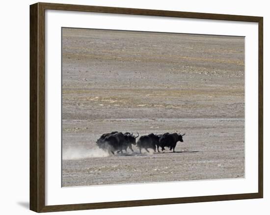 Herd of Wild Yaks Running across the Chang Tang Nature Reserve of Central Tibet., December 2006-George Chan-Framed Photographic Print