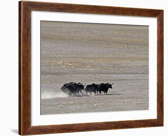 Herd of Wild Yaks Running across the Chang Tang Nature Reserve of Central Tibet., December 2006-George Chan-Framed Photographic Print