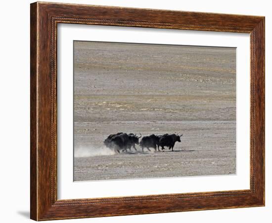 Herd of Wild Yaks Running across the Chang Tang Nature Reserve of Central Tibet., December 2006-George Chan-Framed Photographic Print