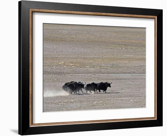 Herd of Wild Yaks Running across the Chang Tang Nature Reserve of Central Tibet., December 2006-George Chan-Framed Photographic Print