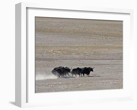 Herd of Wild Yaks Running across the Chang Tang Nature Reserve of Central Tibet., December 2006-George Chan-Framed Photographic Print