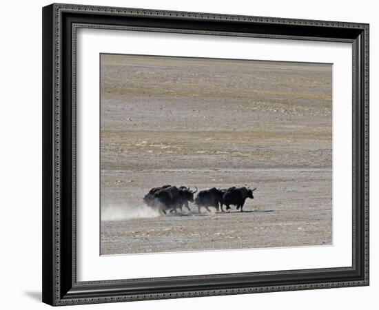 Herd of Wild Yaks Running across the Chang Tang Nature Reserve of Central Tibet., December 2006-George Chan-Framed Photographic Print