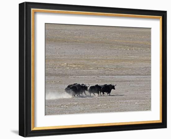 Herd of Wild Yaks Running across the Chang Tang Nature Reserve of Central Tibet., December 2006-George Chan-Framed Photographic Print