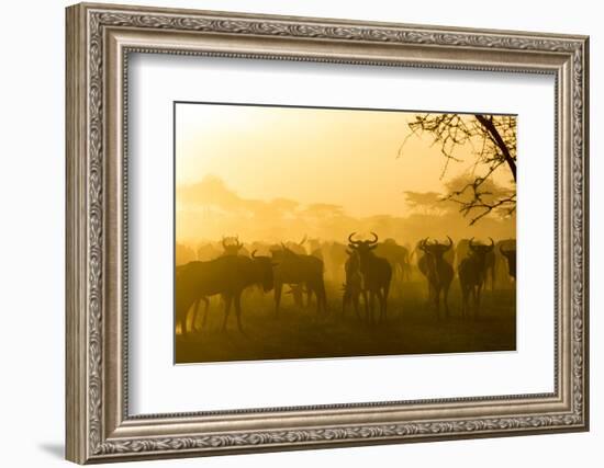 Herd of Wildebeests Silhouetted in Golden Dust, Ngorongoro, Tanzania-James Heupel-Framed Photographic Print