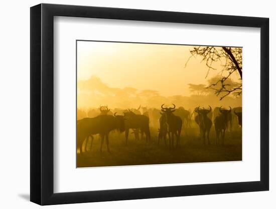 Herd of Wildebeests Silhouetted in Golden Dust, Ngorongoro, Tanzania-James Heupel-Framed Photographic Print
