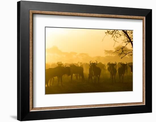 Herd of Wildebeests Silhouetted in Golden Dust, Ngorongoro, Tanzania-James Heupel-Framed Photographic Print