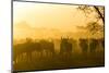 Herd of Wildebeests Silhouetted in Golden Dust, Ngorongoro, Tanzania-James Heupel-Mounted Photographic Print