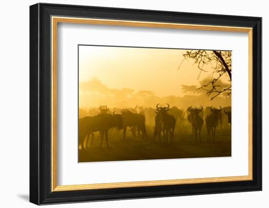 Herd of Wildebeests Silhouetted in Golden Dust, Ngorongoro, Tanzania-James Heupel-Framed Photographic Print