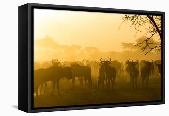 Herd of Wildebeests Silhouetted in Golden Dust, Ngorongoro, Tanzania-James Heupel-Framed Premier Image Canvas