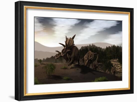 Herd of Xenoceratops Foremostensis from the Cretaceous Period-null-Framed Art Print