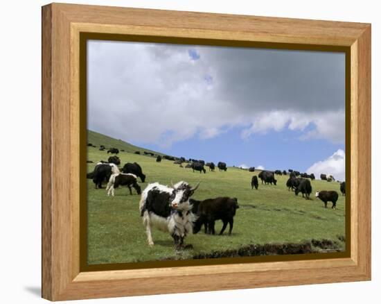 Herd of Yak, Including a White Yak, Lake Son-Kul, Kyrgyzstan, Central Asia-Upperhall-Framed Premier Image Canvas