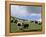 Herd of Yak, Including a White Yak, Lake Son-Kul, Kyrgyzstan, Central Asia-Upperhall-Framed Premier Image Canvas