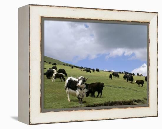 Herd of Yak, Including a White Yak, Lake Son-Kul, Kyrgyzstan, Central Asia-Upperhall-Framed Premier Image Canvas