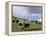 Herd of Yak, Including a White Yak, Lake Son-Kul, Kyrgyzstan, Central Asia-Upperhall-Framed Premier Image Canvas