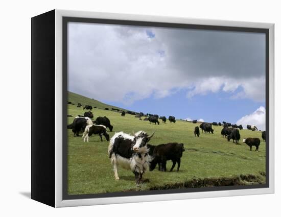 Herd of Yak, Including a White Yak, Lake Son-Kul, Kyrgyzstan, Central Asia-Upperhall-Framed Premier Image Canvas