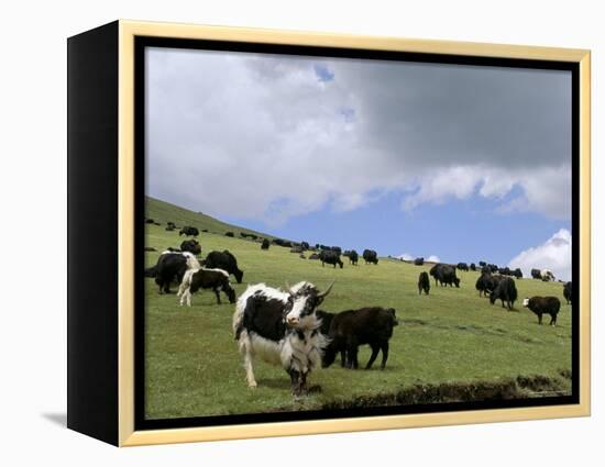 Herd of Yak, Including a White Yak, Lake Son-Kul, Kyrgyzstan, Central Asia-Upperhall-Framed Premier Image Canvas