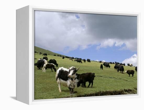 Herd of Yak, Including a White Yak, Lake Son-Kul, Kyrgyzstan, Central Asia-Upperhall-Framed Premier Image Canvas