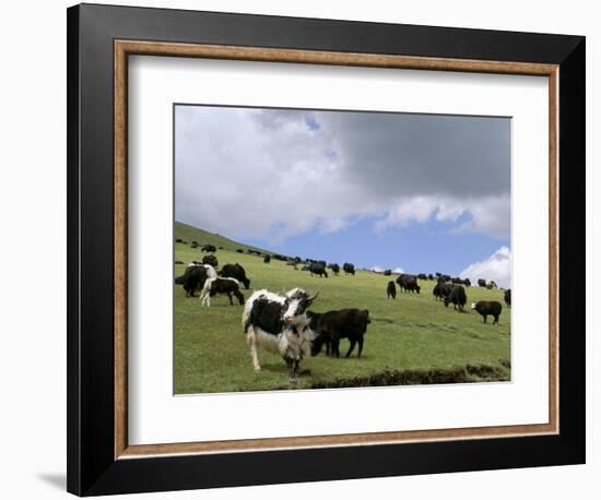 Herd of Yak, Including a White Yak, Lake Son-Kul, Kyrgyzstan, Central Asia-Upperhall-Framed Photographic Print