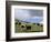 Herd of Yak, Including a White Yak, Lake Son-Kul, Kyrgyzstan, Central Asia-Upperhall-Framed Photographic Print