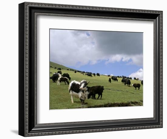 Herd of Yak, Including a White Yak, Lake Son-Kul, Kyrgyzstan, Central Asia-Upperhall-Framed Photographic Print