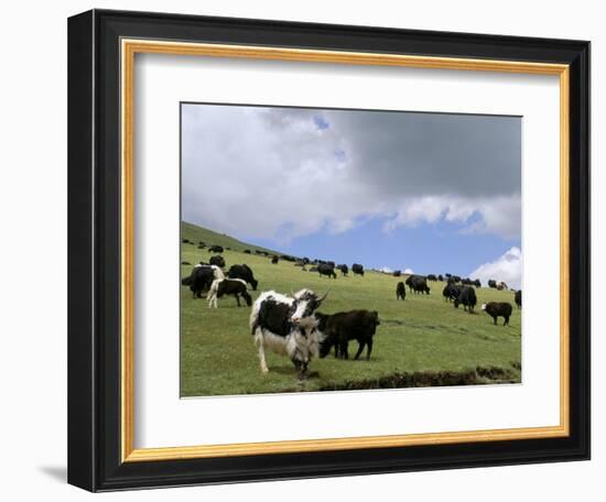 Herd of Yak, Including a White Yak, Lake Son-Kul, Kyrgyzstan, Central Asia-Upperhall-Framed Photographic Print