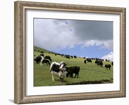 Herd of Yak, Including a White Yak, Lake Son-Kul, Kyrgyzstan, Central Asia-Upperhall-Framed Photographic Print