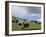 Herd of Yak, Including a White Yak, Lake Son-Kul, Kyrgyzstan, Central Asia-Upperhall-Framed Photographic Print
