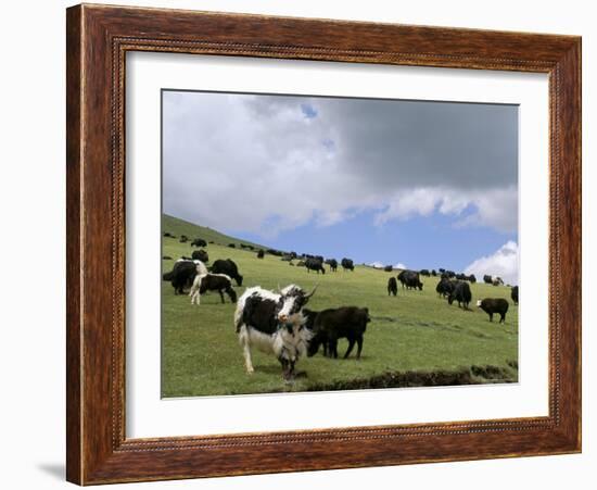 Herd of Yak, Including a White Yak, Lake Son-Kul, Kyrgyzstan, Central Asia-Upperhall-Framed Photographic Print