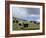 Herd of Yak, Including a White Yak, Lake Son-Kul, Kyrgyzstan, Central Asia-Upperhall-Framed Photographic Print