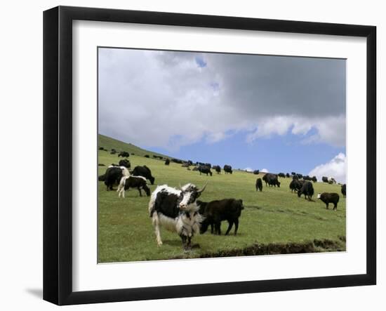 Herd of Yak, Including a White Yak, Lake Son-Kul, Kyrgyzstan, Central Asia-Upperhall-Framed Photographic Print