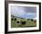 Herd of Yak, Including a White Yak, Lake Son-Kul, Kyrgyzstan, Central Asia-Upperhall-Framed Photographic Print