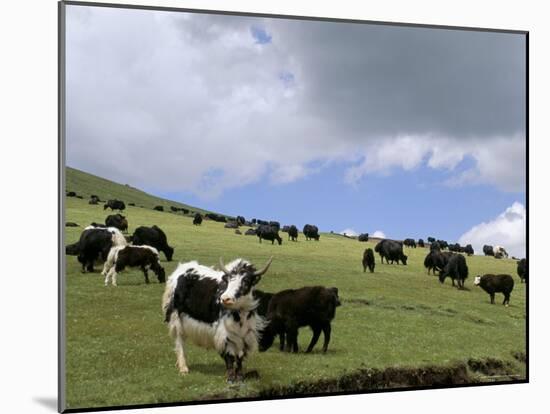 Herd of Yak, Including a White Yak, Lake Son-Kul, Kyrgyzstan, Central Asia-Upperhall-Mounted Photographic Print