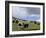 Herd of Yak, Including a White Yak, Lake Son-Kul, Kyrgyzstan, Central Asia-Upperhall-Framed Photographic Print