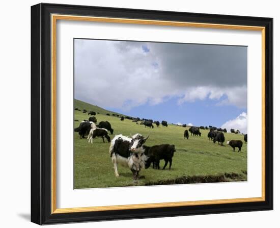 Herd of Yak, Including a White Yak, Lake Son-Kul, Kyrgyzstan, Central Asia-Upperhall-Framed Photographic Print