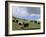 Herd of Yak, Including a White Yak, Lake Son-Kul, Kyrgyzstan, Central Asia-Upperhall-Framed Photographic Print