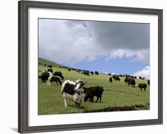 Herd of Yak, Including a White Yak, Lake Son-Kul, Kyrgyzstan, Central Asia-Upperhall-Framed Photographic Print