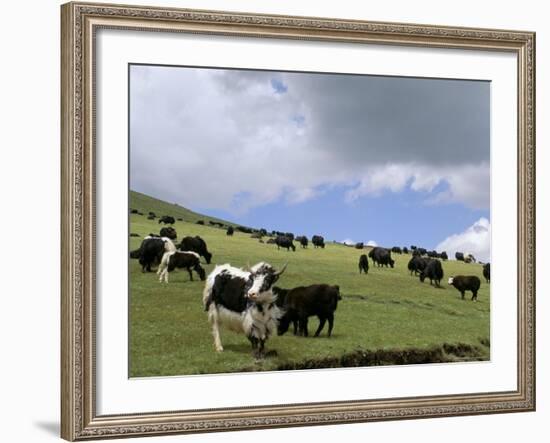 Herd of Yak, Including a White Yak, Lake Son-Kul, Kyrgyzstan, Central Asia-Upperhall-Framed Photographic Print