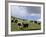 Herd of Yak, Including a White Yak, Lake Son-Kul, Kyrgyzstan, Central Asia-Upperhall-Framed Photographic Print