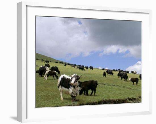 Herd of Yak, Including a White Yak, Lake Son-Kul, Kyrgyzstan, Central Asia-Upperhall-Framed Photographic Print