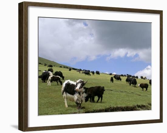 Herd of Yak, Including a White Yak, Lake Son-Kul, Kyrgyzstan, Central Asia-Upperhall-Framed Photographic Print